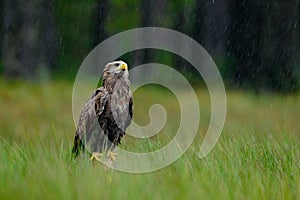 White-tailed Eagle, Haliaeetus albicilla, heavy rain, sitting in the green marsh grass, forest in the background