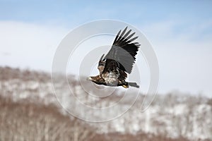 White-tailed eagle (Haliaeetus albicilla) in Japan