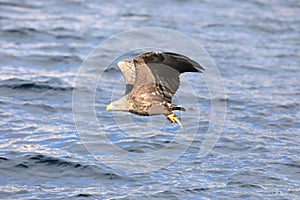 White-tailed eagle (Haliaeetus albicilla) in Japan