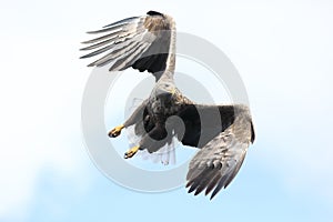 White-tailed eagle (Haliaeetus albicilla) in Japan