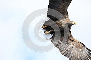 White-tailed eagle (Haliaeetus albicilla) in Japan