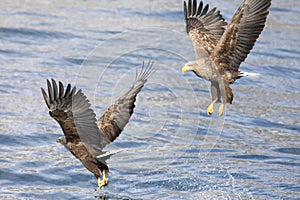 White-tailed eagle (Haliaeetus albicilla) in Japan