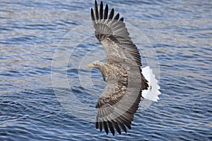 White-tailed eagle (Haliaeetus albicilla) in Japan