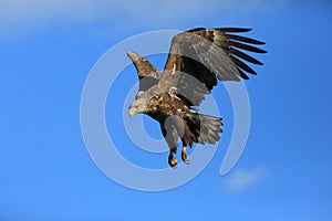 White-tailed eagle (Haliaeetus albicilla) in Japan