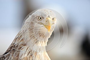 White-tailed eagle (Haliaeetus albicilla) in Japan