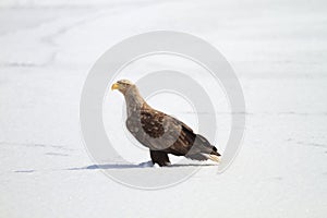 White-tailed eagle (Haliaeetus albicilla) in Japan