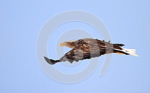 White-tailed eagle (Haliaeetus albicilla) in Japan