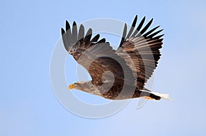 White-tailed eagle (Haliaeetus albicilla) in Japan