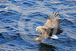 White-tailed eagle (Haliaeetus albicilla) in Japan