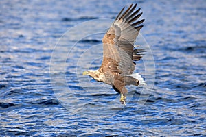 White-tailed eagle (Haliaeetus albicilla) in Japan