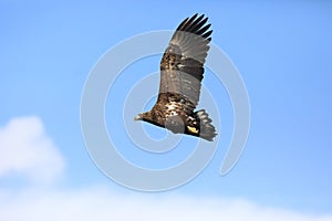 White-tailed eagle (Haliaeetus albicilla) in Japan