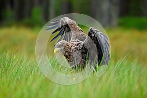 White-tailed Eagle, Haliaeetus albicilla, landing in the green marsh grass, with open wingspan, forest in the background