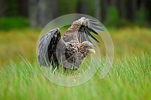 White-tailed Eagle, Haliaeetus albicilla, landing in the green marsh grass, with open wingspan, forest in the background photo