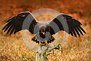 White-tailed Eagle, Haliaeetus albicilla, landing on the tree branch, with brown grass in background. Bird landing. Eagle flight.