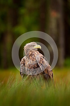 White-tailed Eagle, Haliaeetus albicilla, sitting in the green marsh grass, forest in the background. Wildlife scene from nature