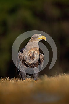 White-tailed Eagle, Haliaeetus albicilla, sitting on the meadow with nice sun light, big bird of prey, France