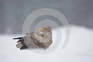 white-tailed eagle in the snow in winter scenery