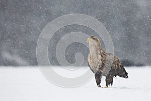 white-tailed eagle in the snow in winter scenery