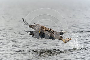 White tailed eagle Haliaeetus albicilla taking a fish out of the water