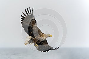 White tailed eagle Haliaeetus albicilla taking a fish out of the water