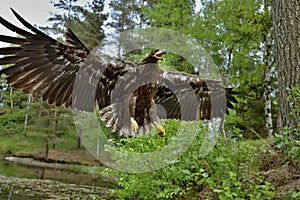 The white tailed eagle in flight photo