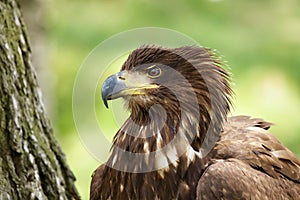 The white tailed eagle photo