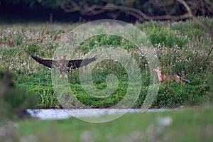 White-tailed eagle Haliaeetus albicilla vs Red fox Vulpes vul