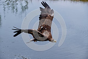 White-tailed Eagle Haliaeetus leucocephalus hunting