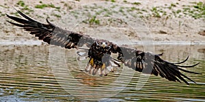 White-tailed Eagle Haliaeetus leucocephalus hunting