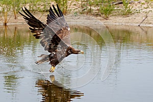 White-tailed Eagle Haliaeetus leucocephalus hunting