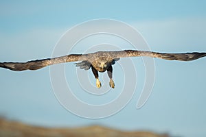 White-tailed Eagle Hunting