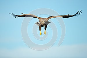 White-tailed Eagle Hunting