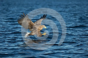 White-tailed Eagle Hunting