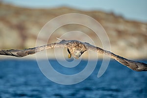 White-tailed Eagle Hunting