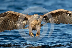 White-tailed Eagle Hunting