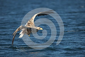 White-tailed Eagle Hunting