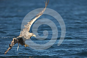 White-tailed Eagle Hunting