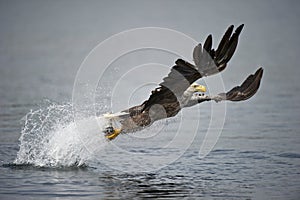 White-tailed Eagle hunting.