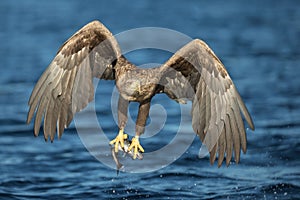 White-tailed Eagle Hunting