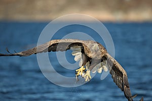 White-tailed Eagle Hunting