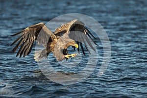 White-tailed Eagle Hunting