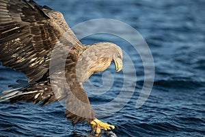 White-tailed Eagle Hunting