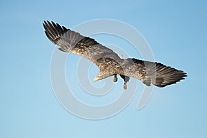 White-tailed Eagle Hunting