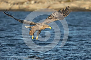 White-tailed Eagle Hunting