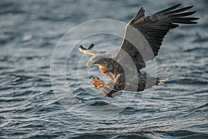 White-tailed Eagle Hunting