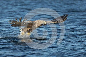 White-tailed Eagle Hunting