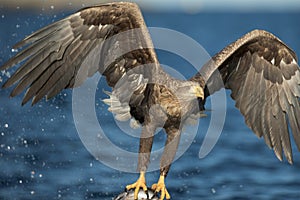 White-tailed Eagle Hunting