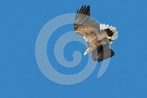 White-tailed Eagle Hunting