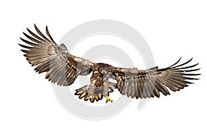 White-tailed eagle hunting in the air cut out on blank