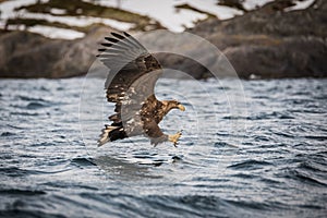 White tailed eagle hunting for food in Lofoten Norway